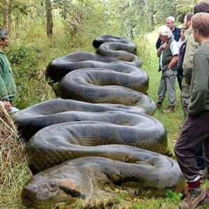 Hiker finds massive ‘beast’ hiding along