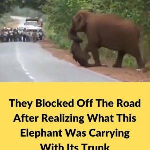 They blocked off the road after realizing what this elephant was carrying with its trunk