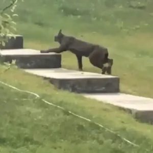 “Rare Black Canada Lynx Captured on Camera for the First Time”