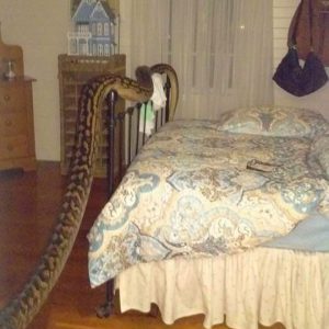 When She Woke Up, She Was Shocked To Find A 5-Meter Snake Beside Her Bed